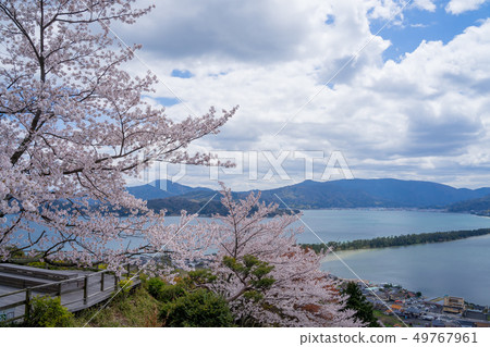 Amanohashidate在日本三個景點Tango Peninsula Amanohashidate盛開 49767961