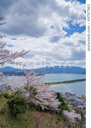 Amanohashidate在日本三個景點Tango Peninsula Amanohashidate盛開 49767963