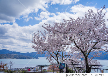 Amanohashidate在日本三個景點Tango Peninsula Amanohashidate盛開 49767999