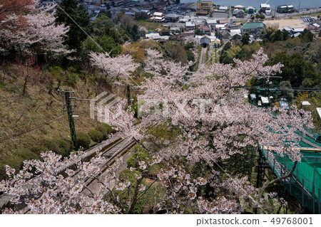 Amanohashidate在日本三個景點Tango Peninsula Amanohashidate盛開 49768001