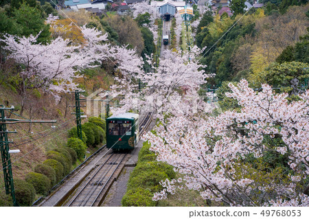 Amanohashidate在日本三個景點Tango Peninsula Amanohashidate盛開 Amanohashidate在日本三個景點Tango Peninsula Amanohashidate盛開 49768053