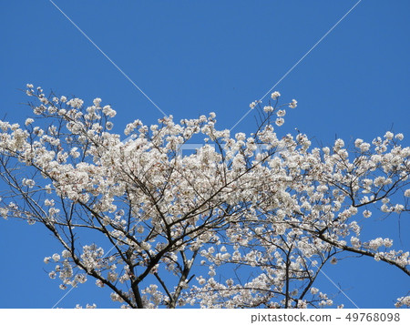 Cherry Blossoms Cherry Blossoms 49768098