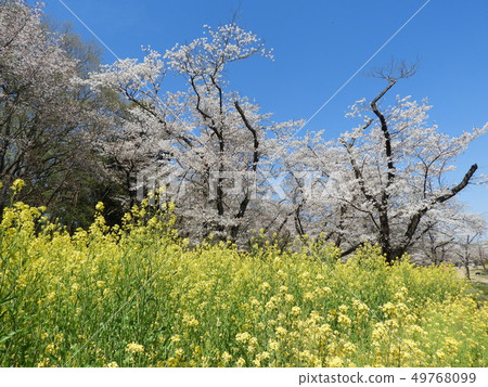 櫻花和油菜花 櫻花和油菜花 49768099