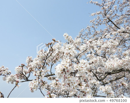櫻花 櫻花 49768100