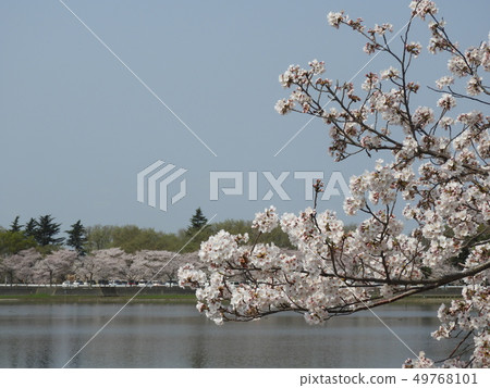 櫻花和Isanuma 49768101