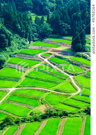 京畿道的梯田（7月） 49768164