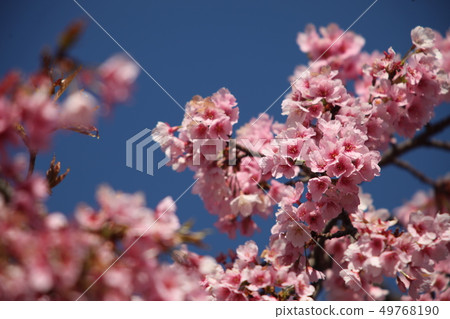 早花“Ajyo冷櫻桃”·沐浴在早晨的陽光下 早花“Ajyo冷櫻桃”·沐浴在早晨的陽光下 49768190