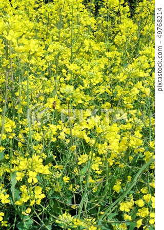 Image of rape nature rich spring Image of rape nature rich spring 49768214