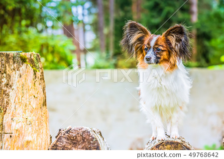 Portrait of a papillon purebreed dog Portrait of a papillon purebreed dog 49768642