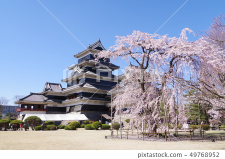Shinshu Matsumoto的春天國寶松本城和加藤清正Komatari櫻桃中心松本旅遊中心(2019年春) Shinshu Matsumoto的春天國寶松本城和加藤清正Komatari櫻桃中心松本旅遊中心(2019年春) 49768952