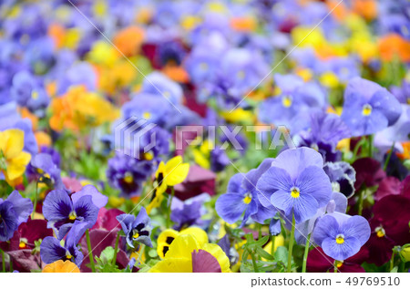 Multicolor pansy flowers or pansies close up as 49769510