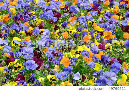 Multicolor pansy flowers or pansies close up as 49769511