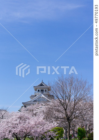 東洋公園的櫻花 49770193