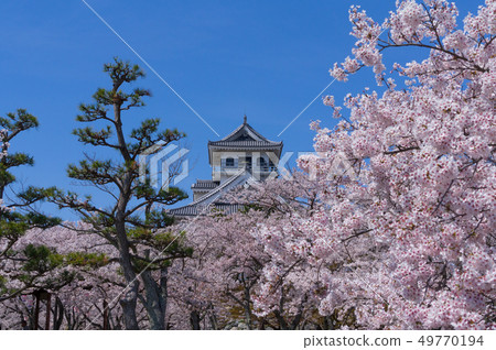 東洋公園的櫻花 49770194