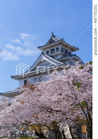 東洋公園的櫻花 49770201