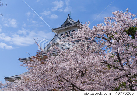 東洋公園的櫻花 49770209