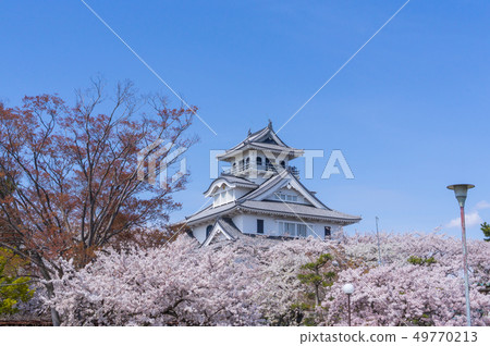 東洋公園的櫻花 49770213