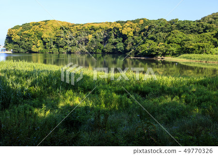 Koami (early summer) Koami (early summer) 49770326