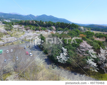 Aerial view of row of cherry blossom trees in Kirishima plateau national recreation area Aerial view of row of cherry blossom trees in Kirishima plateau national recreation area 49770468