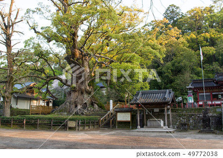 Kiryu no Kusu接受早晨的太陽鹿兒島縣 Kiryu no Kusu接受早晨的太陽鹿兒島縣 49772038