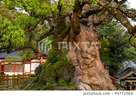 The sunset dyed by Gamo's cousin Kagoshima 49772068