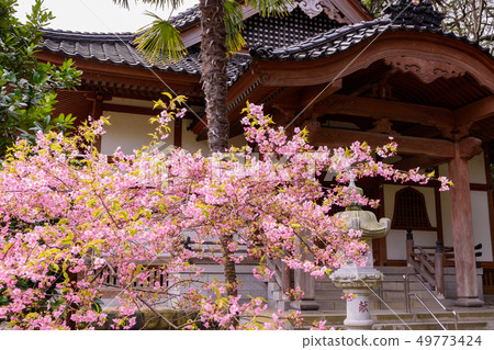Cherry blossoms at Shimanji Temple Cherry blossoms at Shimanji Temple 49773424