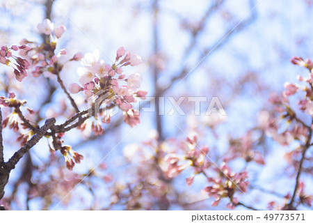 Yoshino Somei 49773571