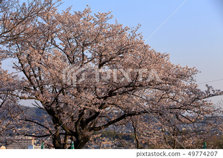 Omuta City Amagiyama Park Cherry blossoms 49774207