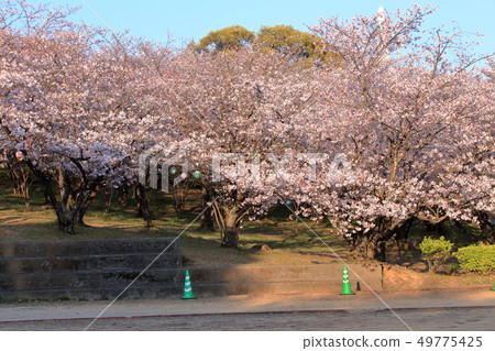 大牟田市天山公園櫻花盛開 大牟田市天山公園櫻花盛開 49775425