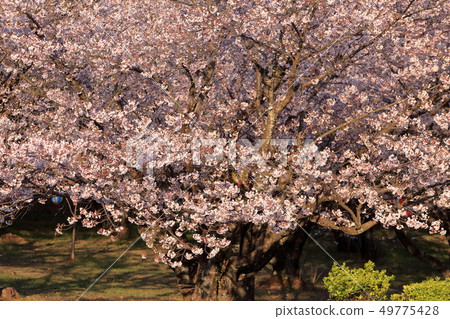 Omuta City Amagiyama Park Cherry blossoms Omuta City Amagiyama Park Cherry blossoms 49775428
