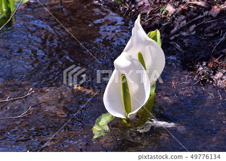 Awaba Shoa 3 49776134