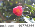 Camellia 49776266