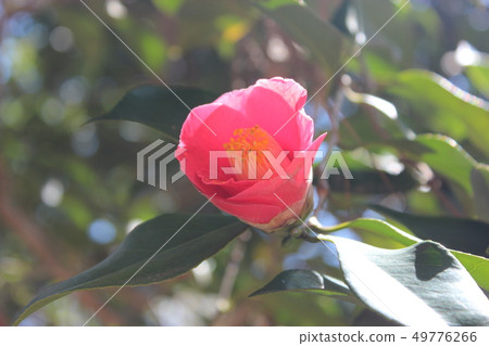 Camellia Camellia 49776266