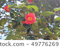 Camellia 49776269