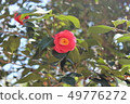 Camellia 49776272