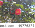 Camellia 49776275