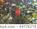 Camellia 49776278