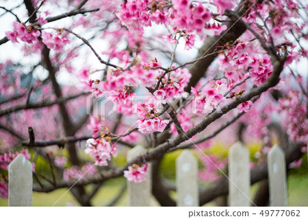 櫻花 49777062