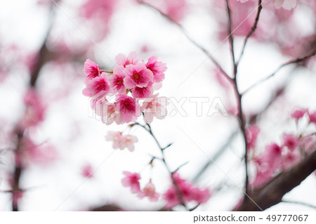 櫻花 49777067