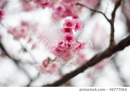 櫻花 49777068