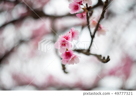 櫻花 49777321