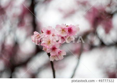 櫻花 49777322