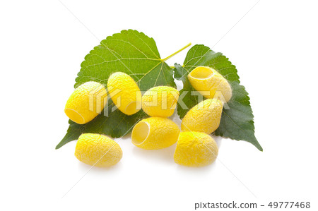 yellow thai silkworm cocoons pile isolated on yellow thai silkworm cocoons pile isolated on 49777468