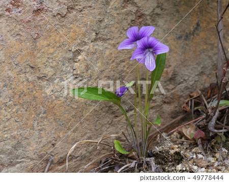 Violet Violet 49778444