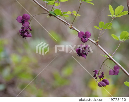 Akebi flower Akebi flower 49778450