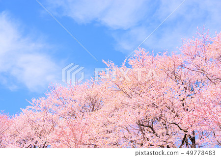 The blue sky and the blooming cherry blossoms 49778483