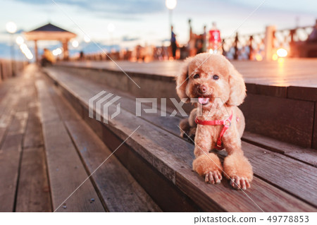 貴賓狗漁人碼頭 49778853