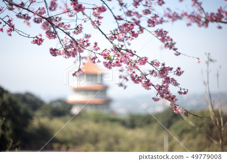 櫻花 櫻花 49779008