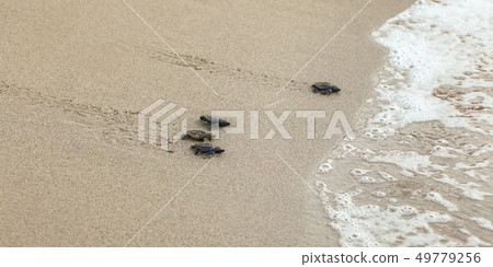 Baby turtles, just hatched from eggs, walking on sand trying to get into sea Baby turtles, just hatched from eggs, walking on sand trying to get into sea 49779256