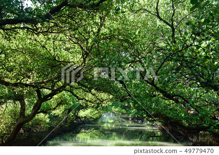 四草綠色隧道 49779470